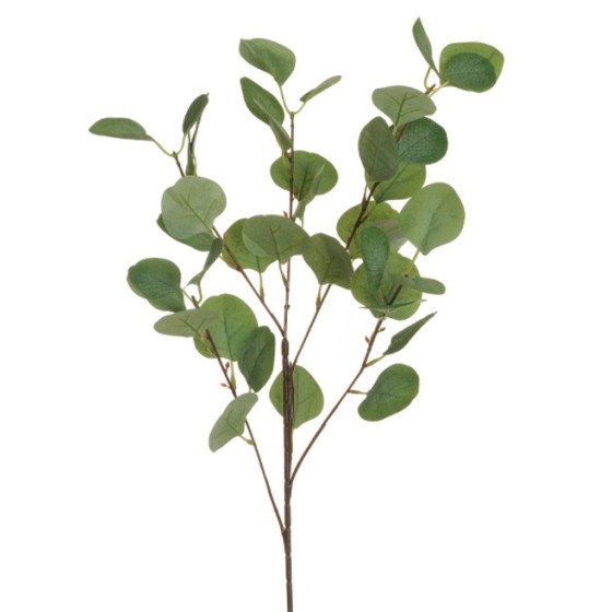Ramo di eucalipto verde